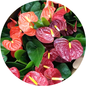 Several Anthurium plants in pink, red and dark red.